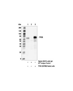 Cell Signaling Tfeb (E5p9m) Rabbit mAb