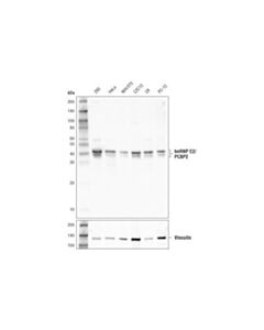 Cell Signaling Hnrnp E2/Pcbp2 (D1s5e) Rabbit mAb