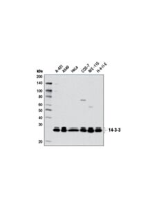 Cell Signaling 14-3-3 (Pan) Antibody
