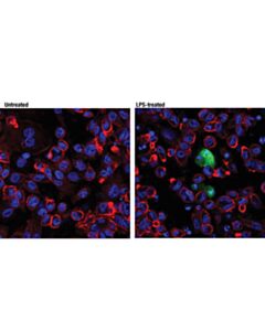 Cell Signaling Cleaved-Il-1beta (Asp116) (D3a3z) Rabbit mAb