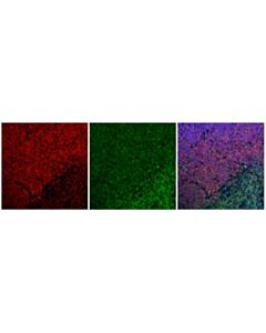 Cell Signaling Tcf1/Tcf7 (E6o1k) Rabbit mAb (Alexa Fluor 647 Conjugate)
