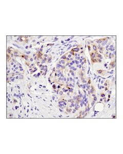 Cell Signaling Fgf19 (D1n3r) Rabbit mAb