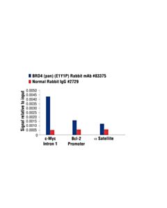 Cell Signaling Brd4 (Pan) (E1y1p) Rabbit mAb