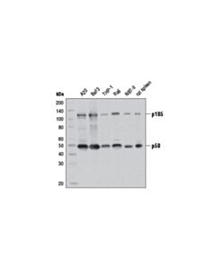 Cell Signaling Nf-Kappab1 P105/P50 (D4p4d) Rabbit mAb (BSA And Azide Free)