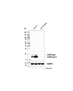 Cell Signaling Lc3b (E5q2k) Mouse mAb