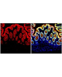 Cell Signaling Beta-Catenin (D10a8) Rabbit mAb (Alexa Fluor® 555 Conjugate)