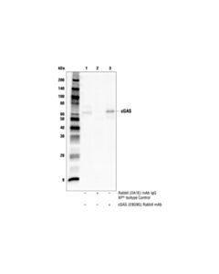 Cell Signaling Cgas (E9g9g) Rabbit mAb