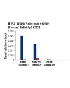 Cell Signaling Taz (E8e9g) Rabbit mAb