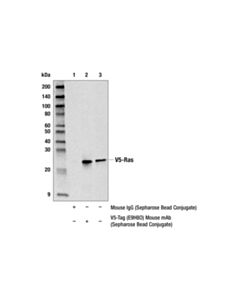 Cell Signaling V5-Tag (E9h8o) Mouse mAb (Sepharose Bead Conjugate)