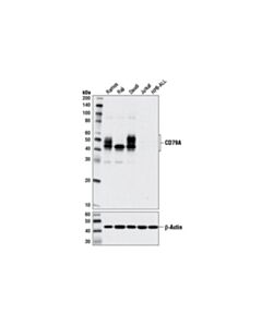 Cell Signaling Cd79a (D1x5c) Rabbit mAb (BSA And Azide Free)