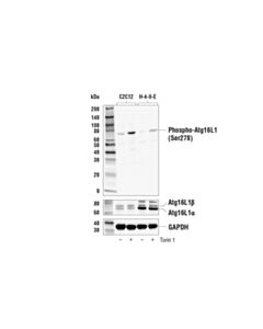 Cell Signaling Phospho-Atg16l1 (Ser278) Antibody