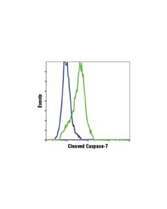Cell Signaling Cleaved Caspase-7 (Asp198) (D6h1) Rabbit mAb