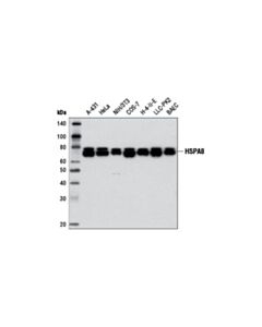 Cell Signaling Hspa8 (D12f2) Rabbit mAb