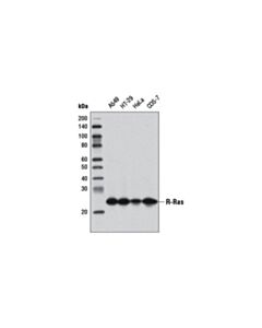 Cell Signaling R-Ras Antibody