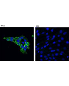 Cell Signaling Star (D10h12) Xp Rabbit mAb