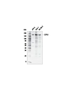 Cell Signaling Cps1 Antibody