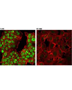 Cell Signaling Cxxc5 (D1o4p) Rabbit mAb