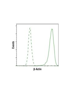 Cell Signaling Beta-Actin (D6a8) Rabbit mAb