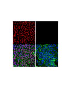 Cell Signaling Cdx2 (D11d10) Rabbit mAb (Alexa Fluor 555 Conjugate)