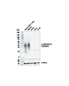 Cell Signaling 4-1bb/Cd137/Tnfrsf9 (E6z7f) Xp Rabbit mAb (BSA And Azide Free)