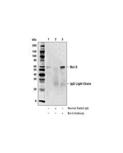 Cell Signaling Bcl-3 Antibody