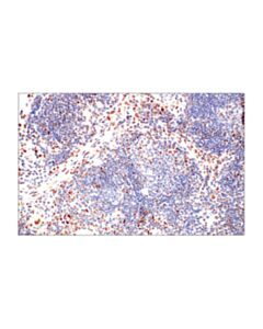 Cell Signaling Irf-1 (D5e4) Xp Rabbit mAb