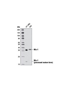 Cell Signaling Mic-1 (D2a3) Rabbit mAb
