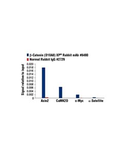 Cell Signaling Beta-Catenin (D10a8) Xp Rabbit mAb