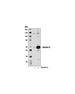 Cell Signaling Sestrin-2 (D1b6) Rabbit mAb