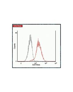 Cell Signaling Lef1 (C12a5) Rabbit mAb (Alexa Fluor 488 Conjugate)