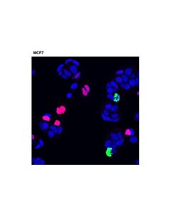 Cell Signaling P21 Waf1/Cip1 (12d1) Rabbit mAb (Alexa Fluor 555 Conjugate)