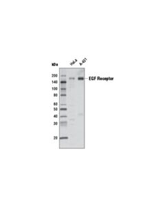 Cell Signaling Egf Receptor (D38b1) Xp Rabbit mAb (Hrp Conjugate)