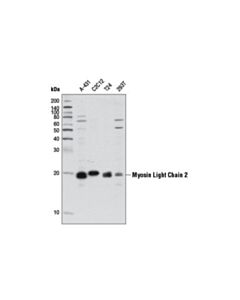 Cell Signaling Myosin Light Chain 2 (D18e2) Rabbit mAb