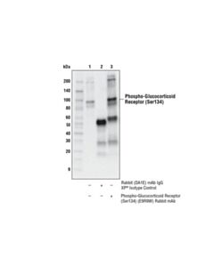 Cell Signaling Phospho-Glucocorticoid Receptor (Ser134) (E9r9w) Rabbit mAb