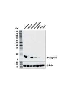 Cell Signaling Neurogranin (E9l8d) Rabbit mAb (Bsa And Azide Free)