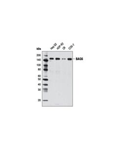 Cell Signaling Bag6 Antibody