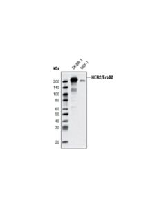Cell Signaling Her2/Erbb2 (D8f12) Rabbit mAb (BSA And Azide Free)