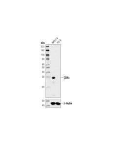 Cell Signaling Cd8alpha (D8a8y) Rabbit mAb