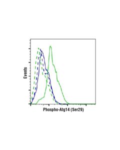 Cell Signaling Ulk1 Substrate Antibody Sampler Kit
