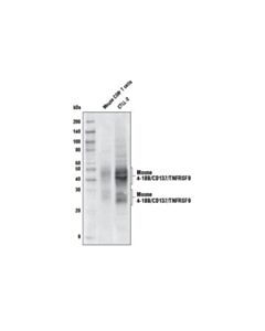 Cell Signaling 4-1bb/Cd137/Tnfrsf9 Antibody (Mouse Specific)