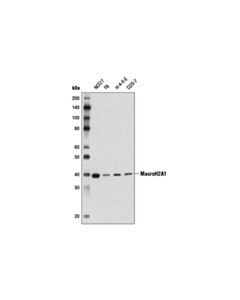 Cell Signaling Macroh2a1 Antibody