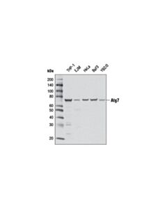 Cell Signaling Atg7 (D12b11) Rabbit mAb