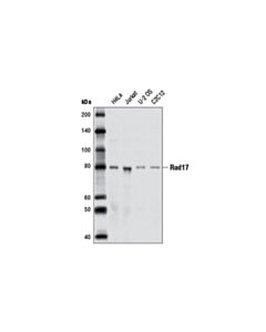 Cell Signaling Rad17 (D3g6) Rabbit mAb