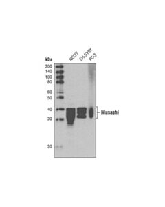 Cell Signaling Musashi (D46a8) Rabbit mAb