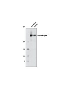 Cell Signaling IP3 Receptor 1 (D53A5) Rabbit mAb 20 uL