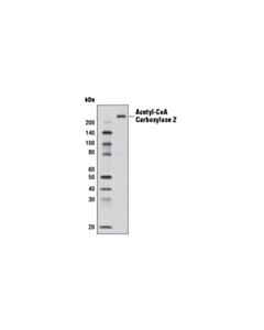 Cell Signaling Acetyl-Coa Carboxylase 2 (D5b9) Rabbit mAb