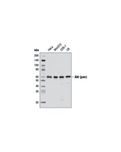 Cell Signaling Akt (Pan) (C67e7) Rabbit mAb (Hrp Conjugate)