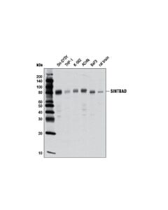 Cell Signaling Sintbad (D1a5) Rabbit mAb