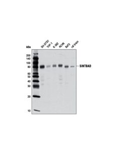 Cell Signaling SINTBAD (D1A5) Rabbit mAb 20 uL