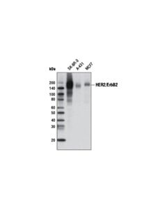 Cell Signaling Her2/Erbb2 (D8f12) Xp Rabbit mAb (Biotinylated)